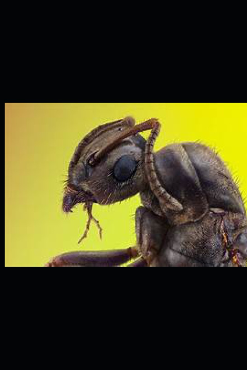 Kniha THE ANTS BITE PRINCE OF PEACE