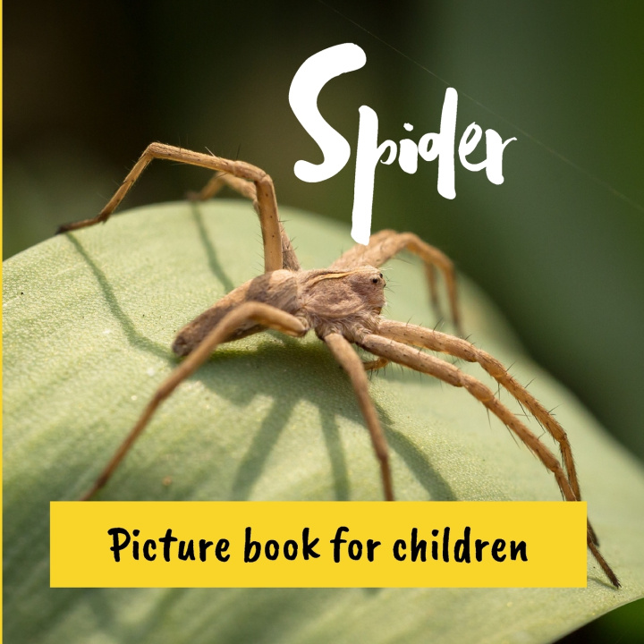 Książka Spider Thibaud Renta