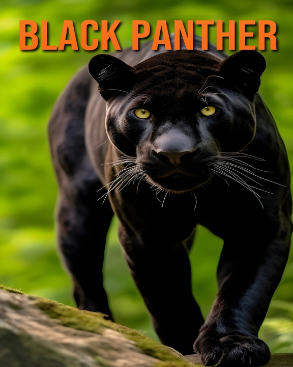 Książka Black Panther Raine Hawthorn