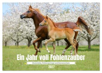 Kalendár/Diár Ein Jahr voll Fohlenzauber (Wandkalender 2027 DIN A3 quer), CALVENDO Monatskalender Calvendo