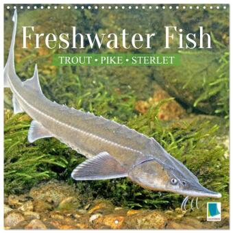 Kalendář/Diář Freshwater Fish: trout, pike, sterlet (Wall Calendar 2027 12 × 12 Inch) CALVENDO 12 Month Wall Calendar Calvendo