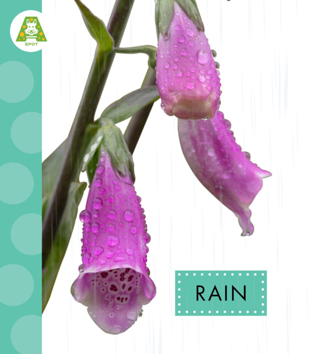 Kniha Rain 