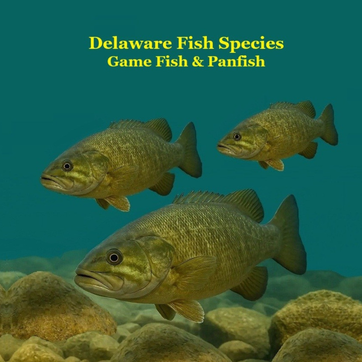Libro Delaware Game Fish and Panfish Species Kids Book Kinsey Marie