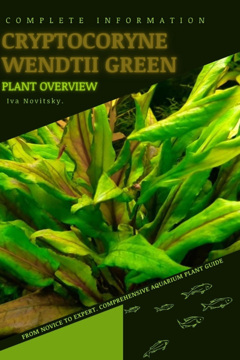 Buch Cryptocoryne Wendtii Green Iva Novitsky