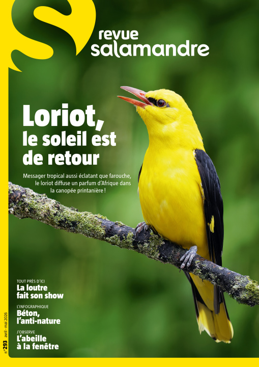 Kniha LA SALAMANDRE n°293 