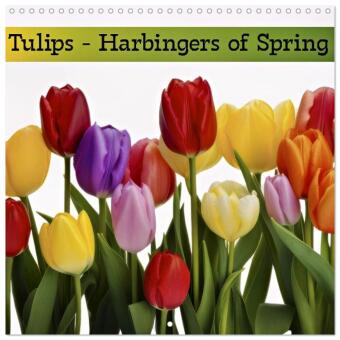 Kalendář/Diář Tulips - Harbingers of Spring (Wall Calendar 2027 12 × 12 Inch) CALVENDO 12 Month Wall Calendar Calvendo