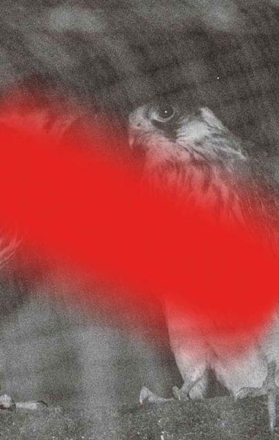 Kniha Modern Animal Yevgenia Belorusets