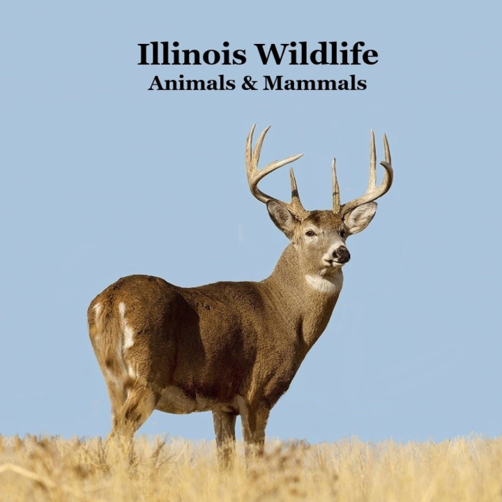 Kniha Illinois Animals and Mammals Wildlife Book Kinsey Marie