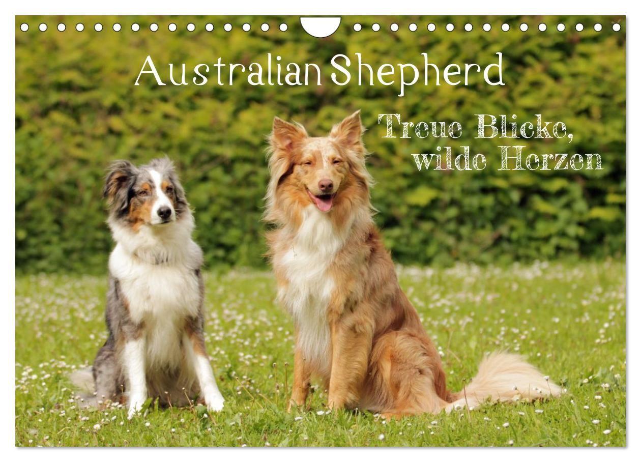 Kalendarz/Pamiętnik Australian Shepherd - Treue Blicke, wilde Herzen (Wandkalender 2027 DIN A4 quer), CALVENDO Monatskalender Calvendo