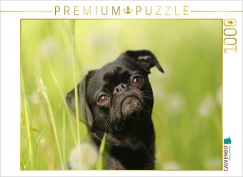 Hra/Hračka CALVENDO Puzzle Emma, schwarzer Brabanter | 1000 Teile Lege-Größe 64x48cm Foto-Puzzle für glückliche Stunden Calvendo