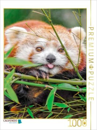 Hra/Hračka CALVENDO Puzzle Roter Panda | 1000 Teile Lege-Größe 64x48cm Foto-Puzzle für glückliche Stunden Calvendo
