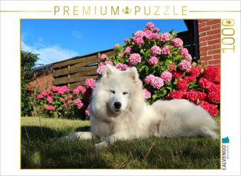 Hra/Hračka CALVENDO Puzzle Samojede im Garten | 1000 Teile Lege-Größe 64x48cm Foto-Puzzle für glückliche Stunden Calvendo