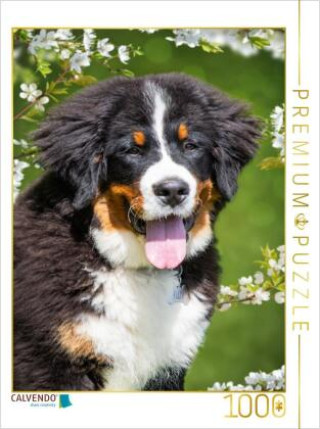 Hra/Hračka CALVENDO Puzzle 5 Monate alter Junghund | 1000 Teile Lege-Größe 64x48cm Foto-Puzzle für glückliche Stunden Calvendo