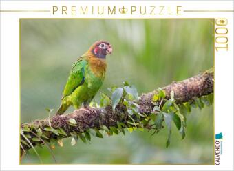 Hra/Hračka CALVENDO Puzzle Grauwangenpapagei | 1000 Teile Lege-Größe 64x48cm Foto-Puzzle für glückliche Stunden Calvendo