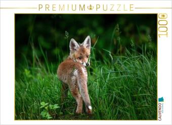 Hra/Hračka CALVENDO Puzzle Junger Fuchs, Schinznach-Bad | 1000 Teile Lege-Größe 64x48cm Foto-Puzzle für glückliche Stunden Calvendo