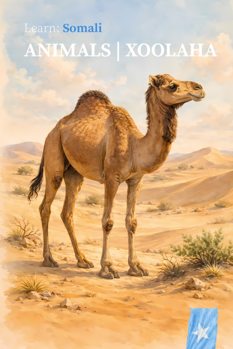 Book ANIMALS | XOOLAHA Idris Arlo