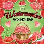 It's Watermelon Picking Time