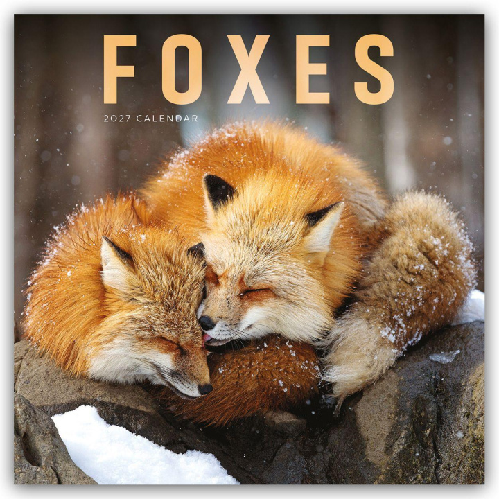 Koledar/Rokovnik Foxes (PFP) W 