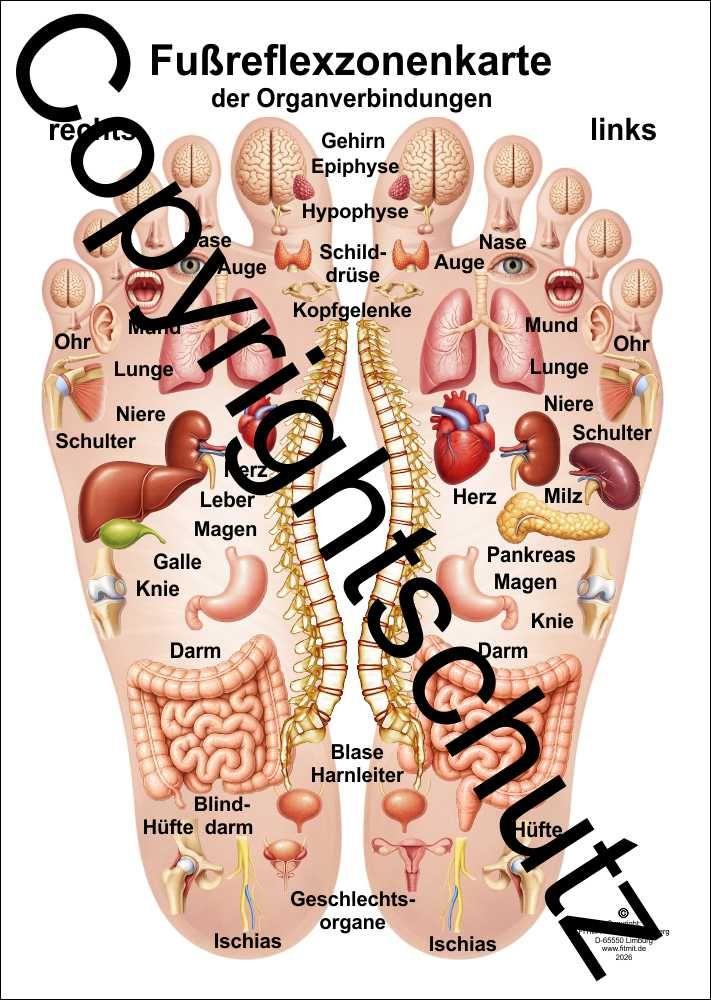 Libro Reflexzonenkarte mit Organzuordnungen FITMIT-Verlag