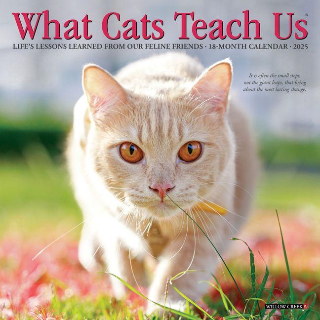 Kalendář/Diář What Cats Teach Us 2027 7 X 7 Mini Wall Calendar Willow Creek Press