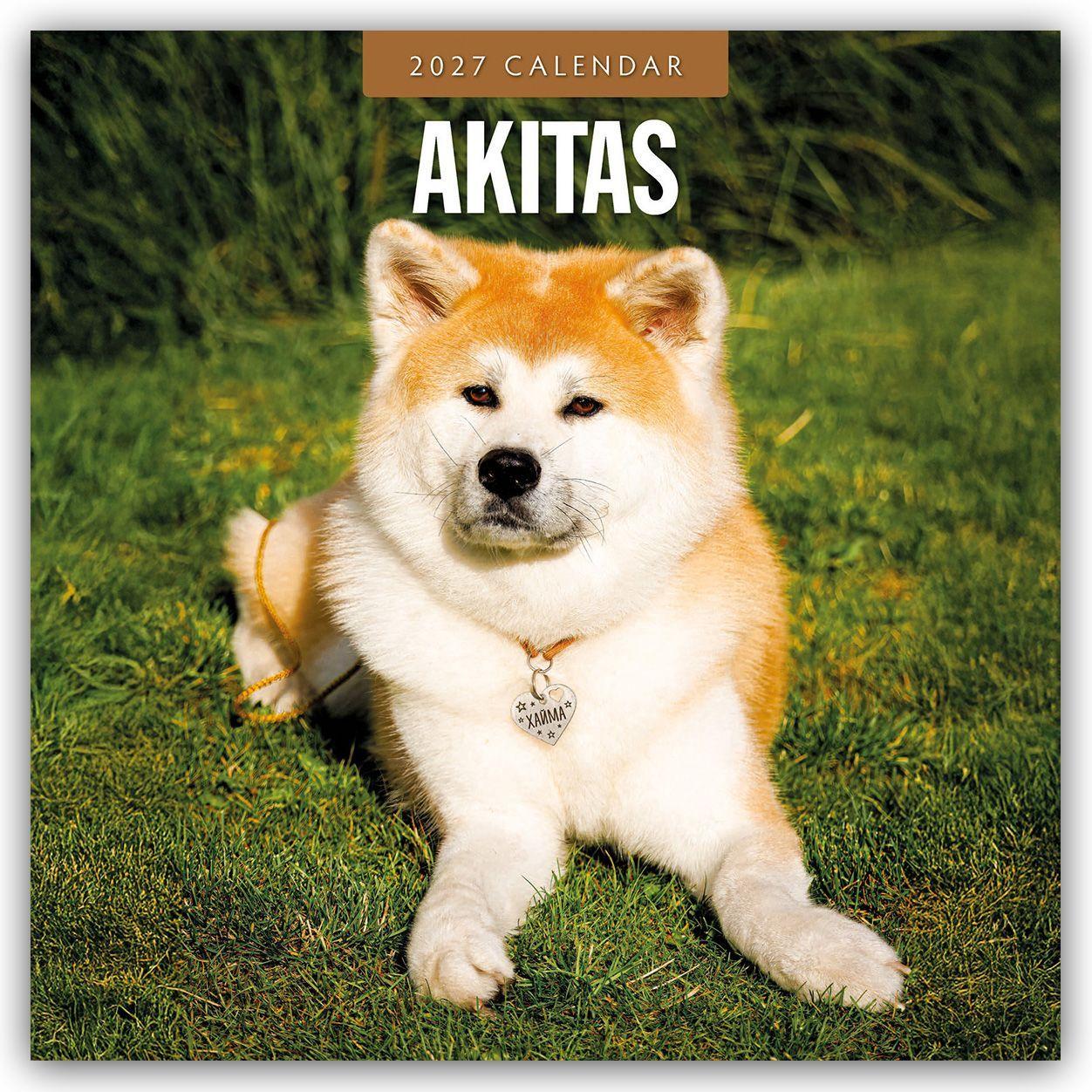 Kalendář/Diář Akitas - Akita 2027 - 16-Monatskalender Red Robin Publishing Ltd