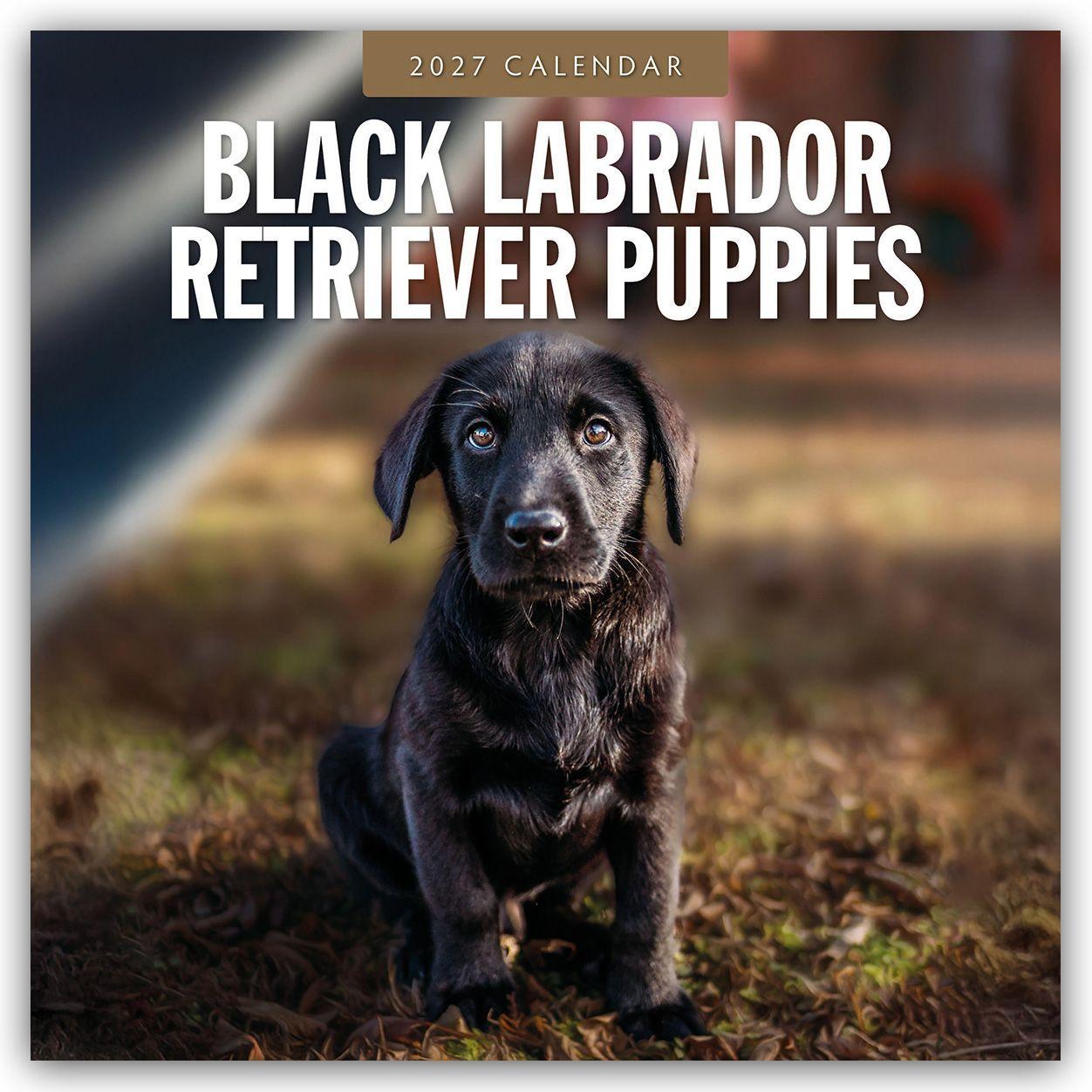 Kalendár/Diár Black Labrador Retriever Puppies - Schwarze Labrador Retriever Welpen 2027 - 16-Monatskalender Red Robin Publishing Ltd