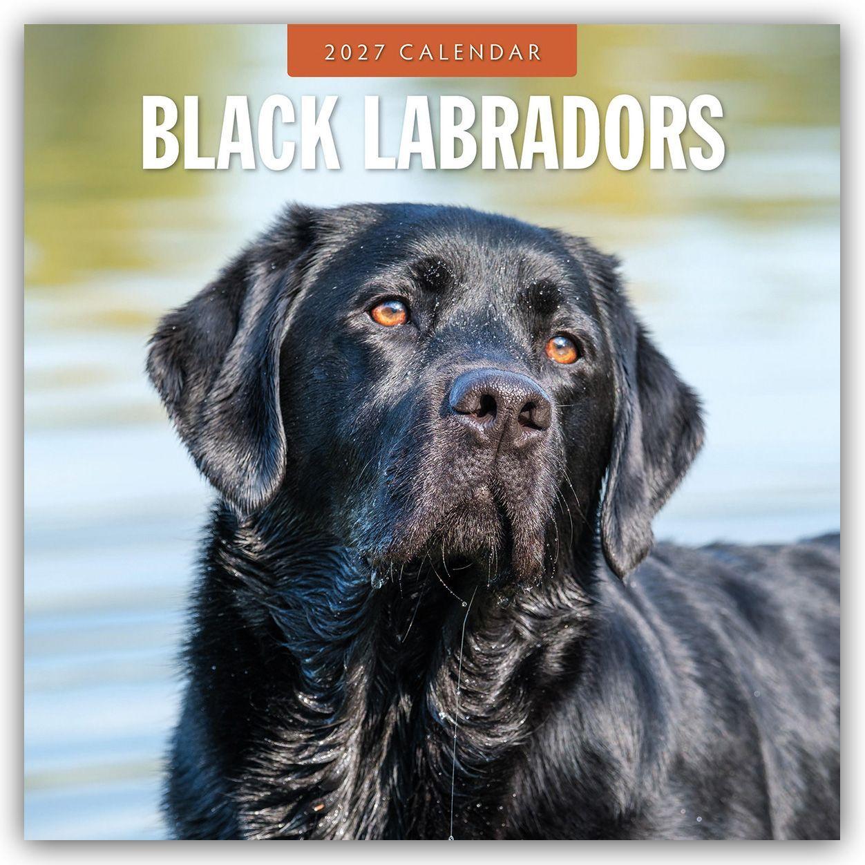 Kalendár/Diár Black Labrador Retrievers - Schwarze Labrador Retriever 2027 - 16-Monatskalender Red Robin Publishing Ltd