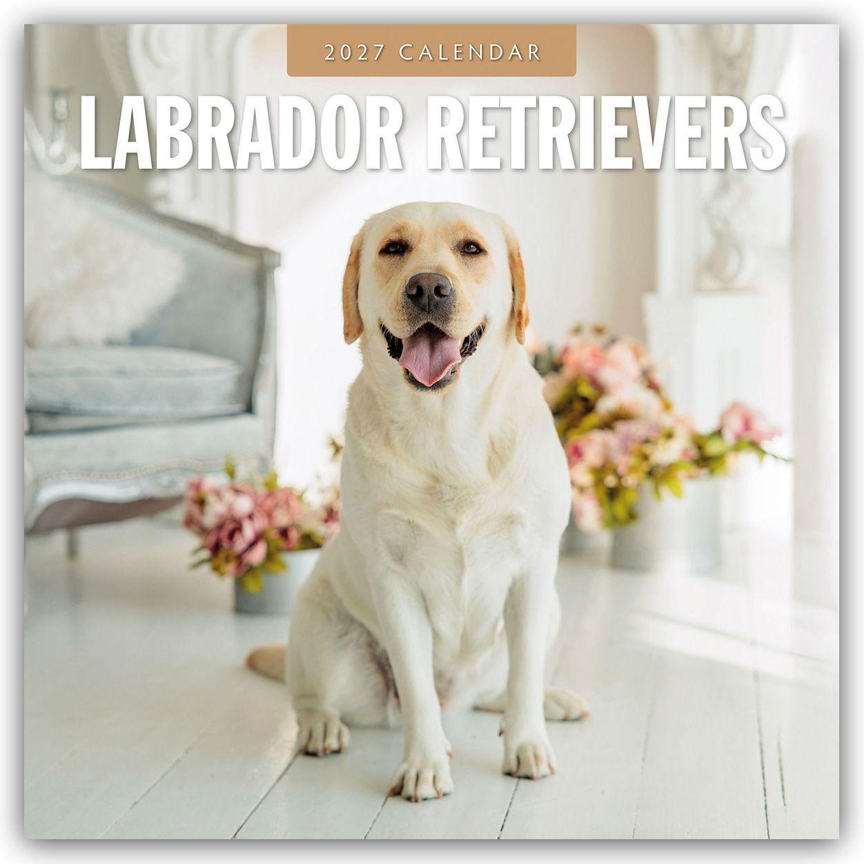Koledar/Rokovnik Labrador Retrievers - Labrador Retriever 2027 - 16-Monatskalender Red Robin Publishing Ltd