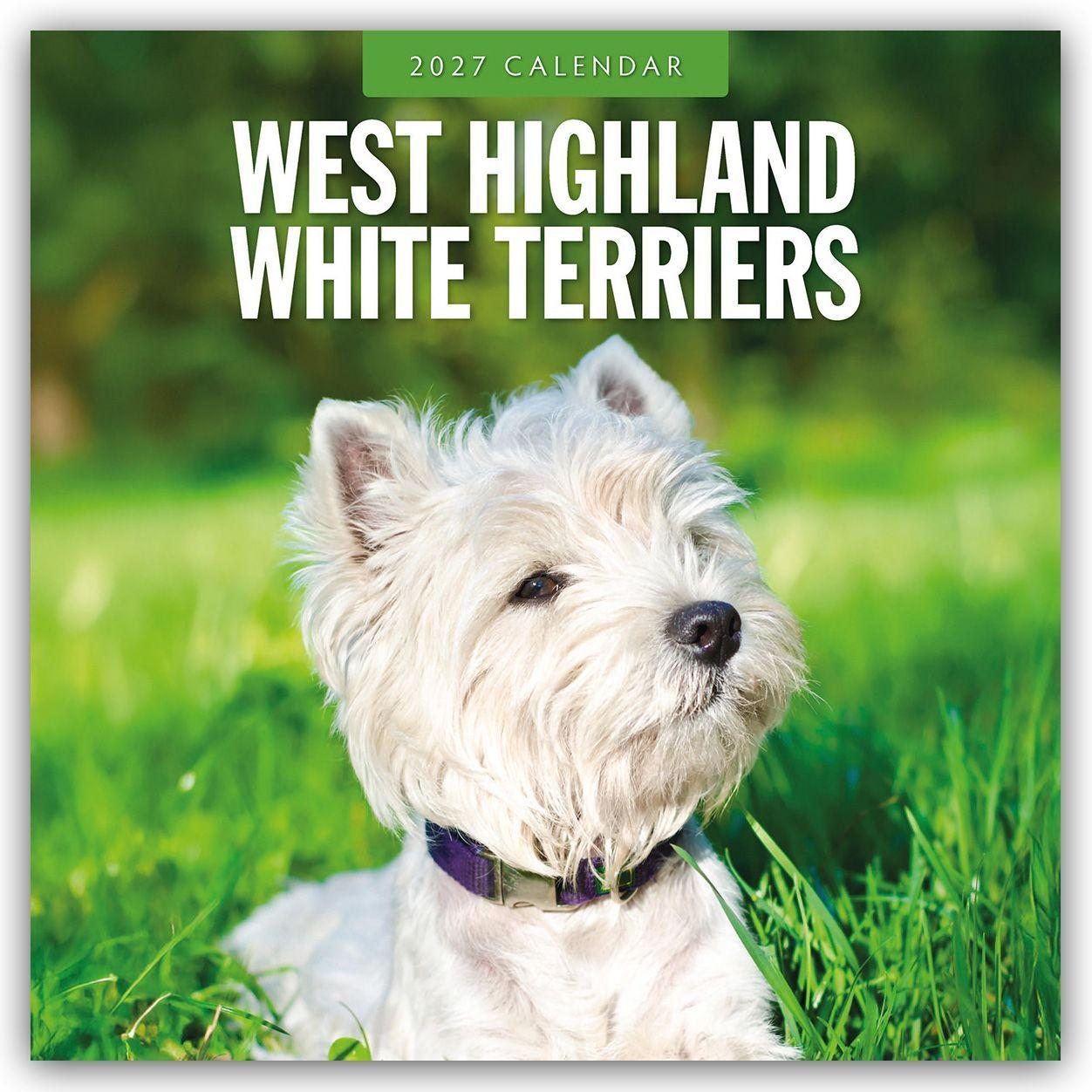 Kalendarz/Pamiętnik West Highland White Terriers - West Highland White Terrier - Westie 2027 - 16-Monatskalender 