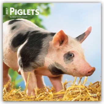 Kalendár/Diár Piglets - Ferkel 2027 - 16-Monatskalender BrownTrout Publishers Inc