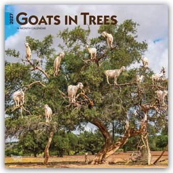 Kalendář/Diář Goats in Trees - Ziegen in Bäumen 2027 - 16-Monatskalender BrownTrout Publishers Inc
