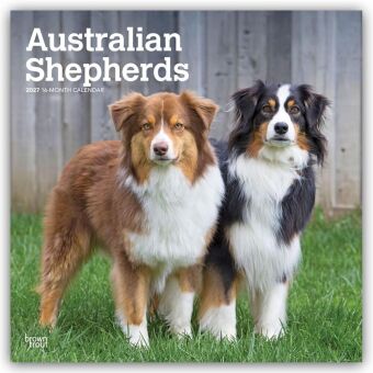Kalendář/Diář Australian Shepherds 2027 - 16-Monatskalender BrownTrout Publishers Inc