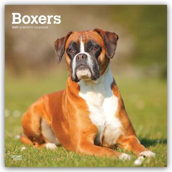 Calendario/Diario Boxers - Boxer 2027 - 16-Monatskalender BrownTrout Publishers Inc