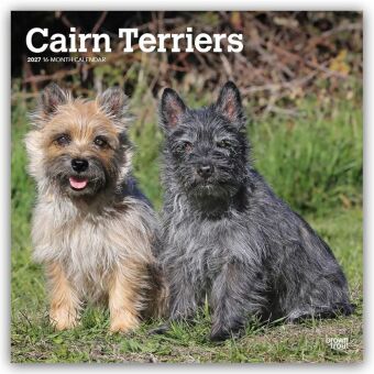Kalendár/Diár Cairn Terriers 2027 - 16-Monatskalender BrownTrout Publishers Inc