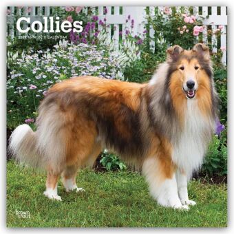 Kalender/agenda Collies - Langhaarcollie 2027 - 16-Monatskalender BrownTrout Publishers Inc