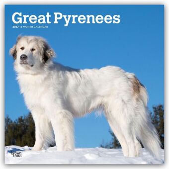 Kalender/Terminbuch Great Pyrenees - Pyrenäenberghund 2027 - 16-Monatskalender BrownTrout Publishers Inc