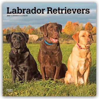 Naptár/Határidőnapló Labrador Retrievers - Labrador Retriever 2027 - 16-Monatskalender BrownTrout Publishers Inc