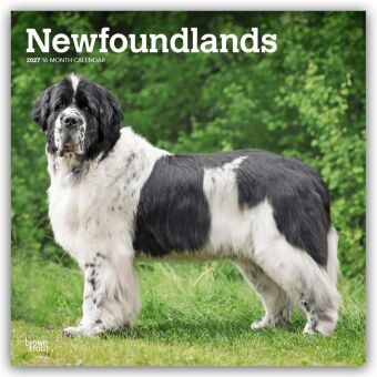 Naptár/Határidőnapló Newfoundlands - Neufundländer 2027 - 16-Monatskalender BrownTrout Publishers Inc