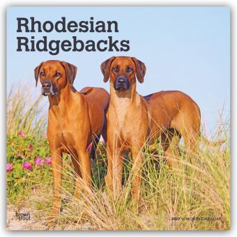Kalendář/Diář Rhodesian Ridgebacks - Rhodesian Ridgeback 2027 - 16-Monatskalender BrownTrout Publishers Inc