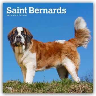 Kalender/agenda Saint Bernards - Bernhardiner 2027 - 16-Monatskalender BrownTrout Publishers Inc