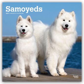 Kalendář/Diář Samoyeds - Samojede 2027 - 16-Monatskalender BrownTrout Publishers Inc