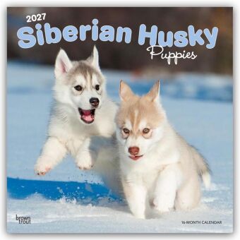 Kalender/Terminbuch Siberian Husky Puppies - Siberian Husky Welpen 2027 - 16-Monatskalender BrownTrout Publishers Inc