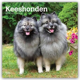 Kalender/agenda Keeshonden - Wolfsspitz 2027 - 16-Monatskalender BrownTrout Publishers Inc