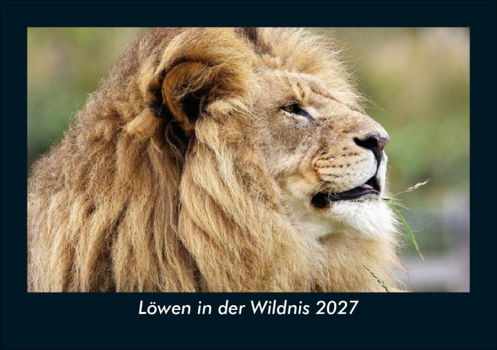 Kalender/Terminbuch Löwen in der Wildnis 2027 Fotokalender DIN A5 Kevin Heber