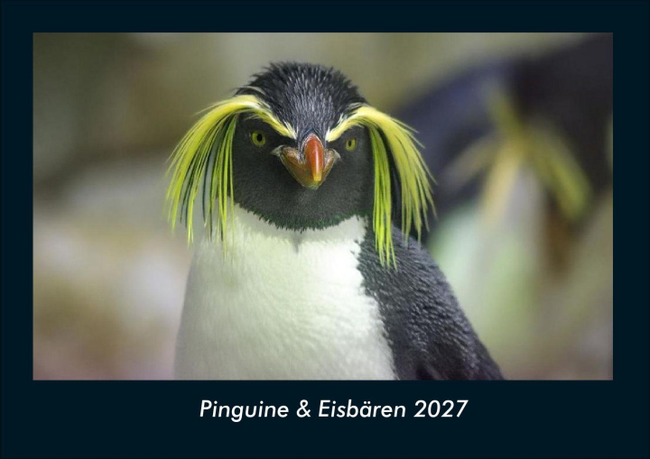 Kalender/agenda Pinguine & Eisbären 2027 Fotokalender DIN A4 Kevin Heber