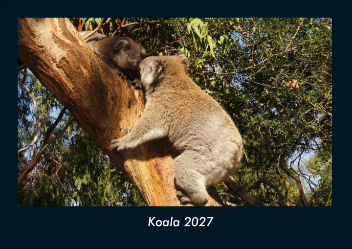 Kalender/Terminbuch Koala 2027 Fotokalender DIN A4 Kevin Heber