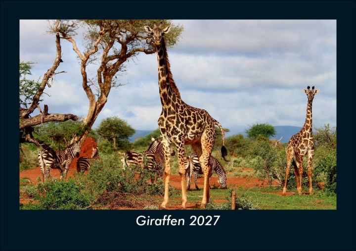 Kalendár/Diár Giraffen 2027 Fotokalender DIN A5 Kevin Heber