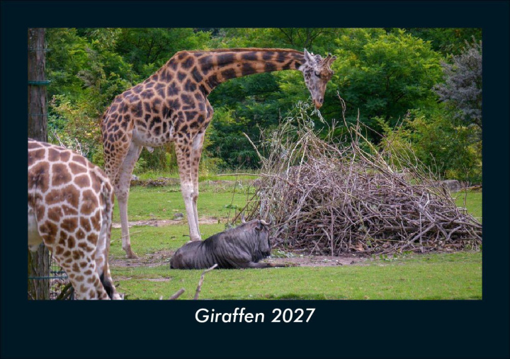 Naptár/Határidőnapló Giraffen 2027 Fotokalender DIN A5 Kevin Heber