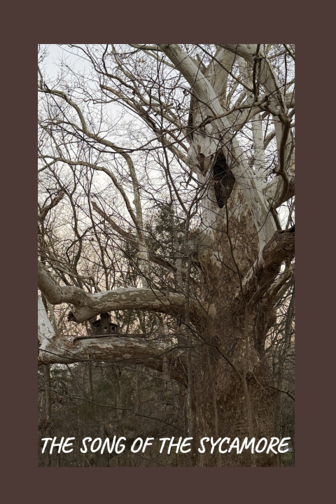 Buch Song of the Sycamore Julia A Hirt