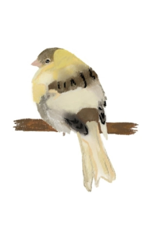 Livro Canary E. Dejonghe